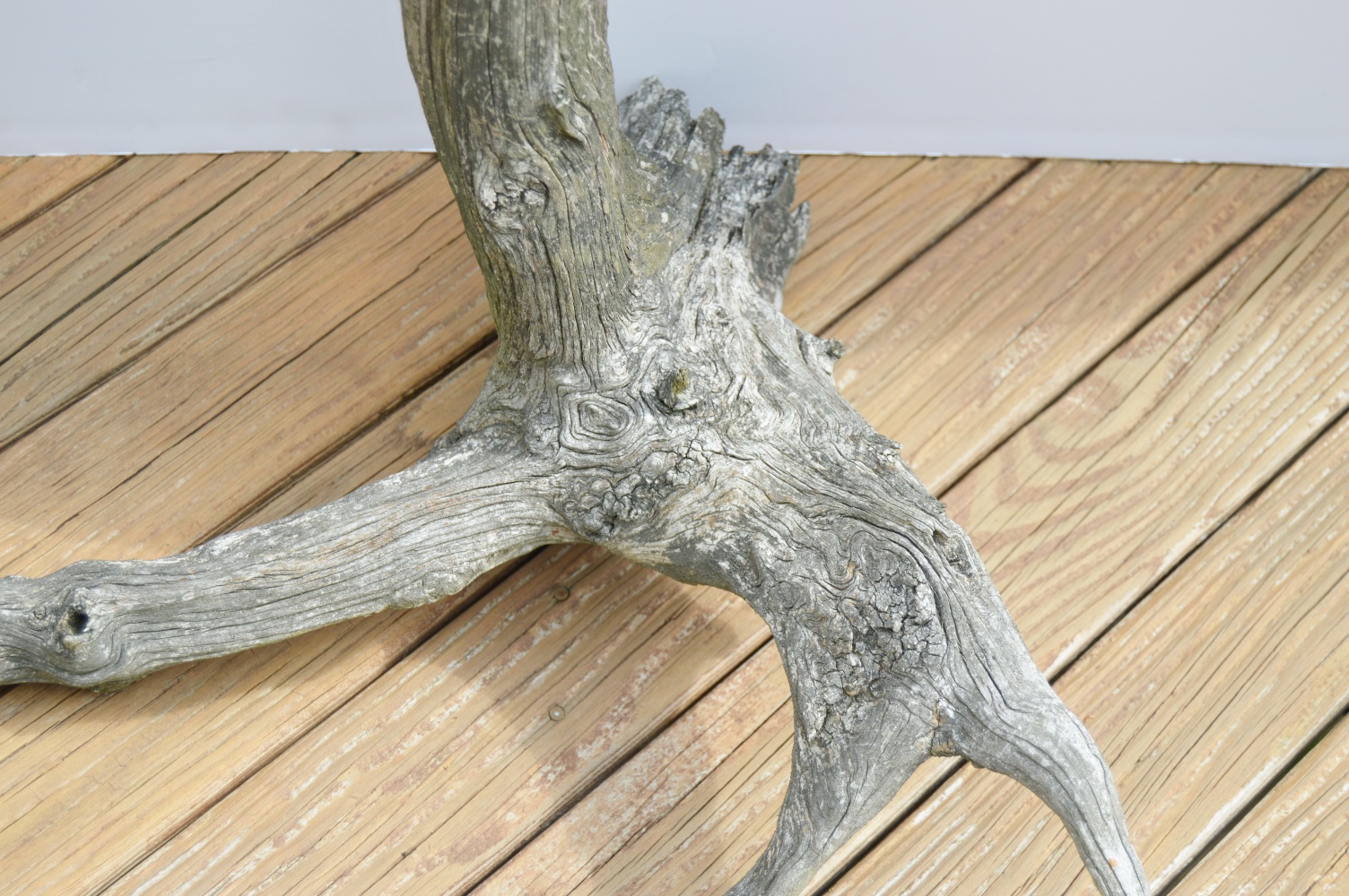 Driftwood Specimen