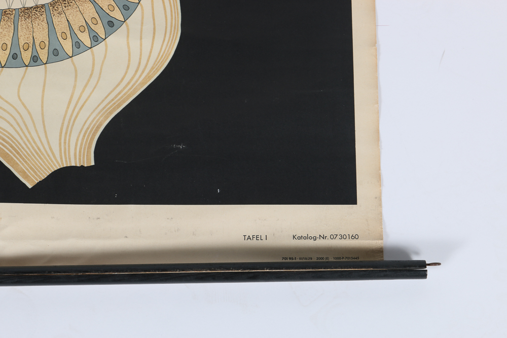 German Biology Diagram Scroll Poster