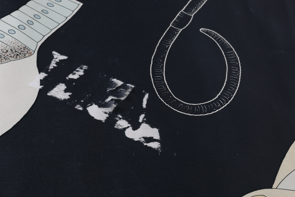 German Biology Diagram Scroll Poster