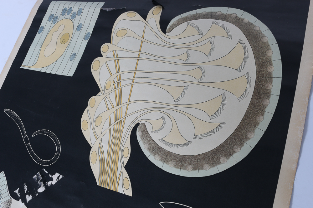 German Biology Diagram Scroll Poster