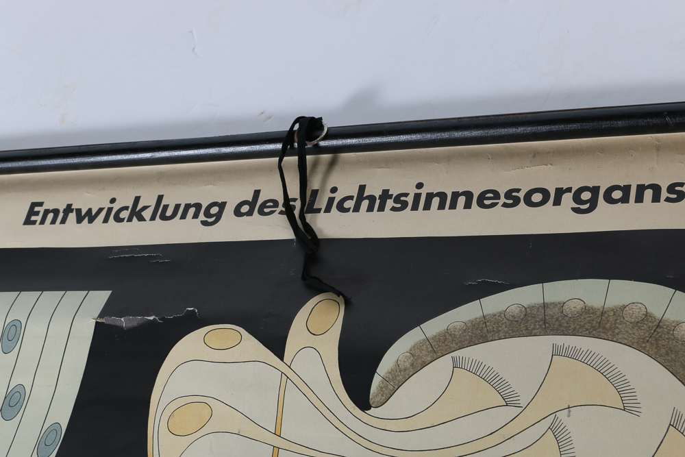 German Biology Diagram Scroll Poster