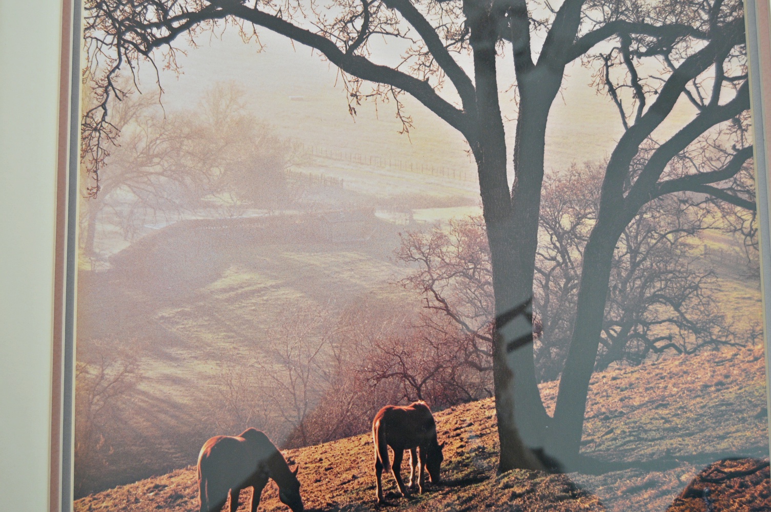 Color Photographic Print with Horses