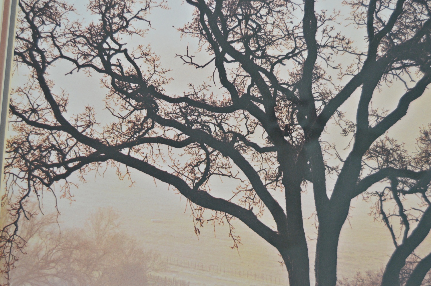 Color Photographic Print with Horses