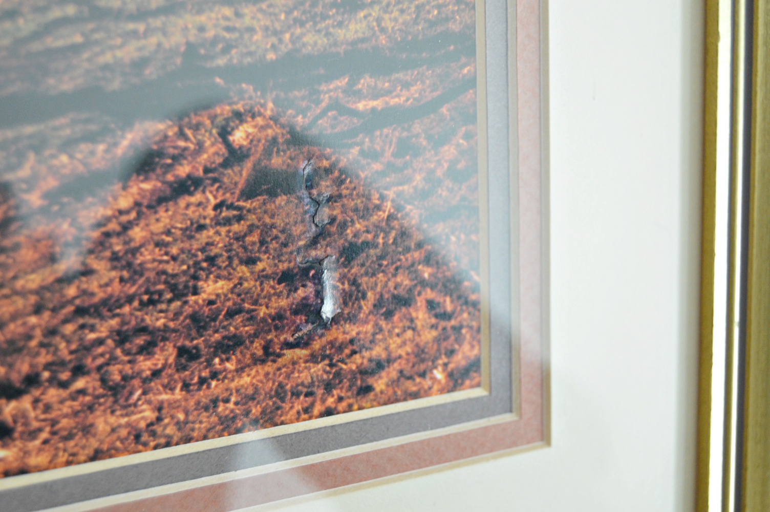 Color Photographic Print with Horses