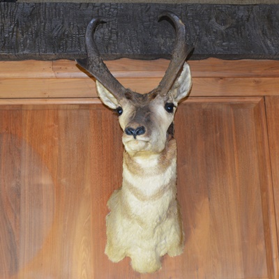 Taxidermy Pronghorn Antelope