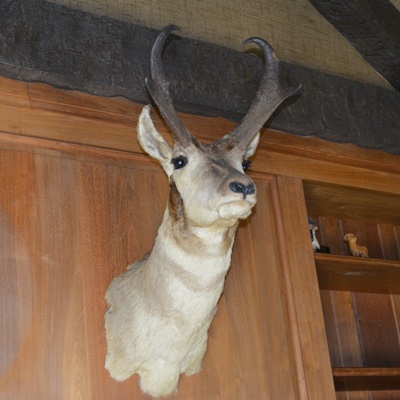 Taxidermy Pronghorn Antelope