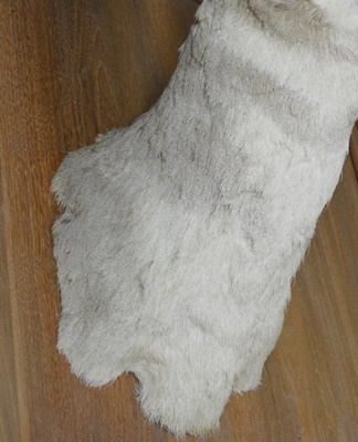 Taxidermy Pronghorn Antelope