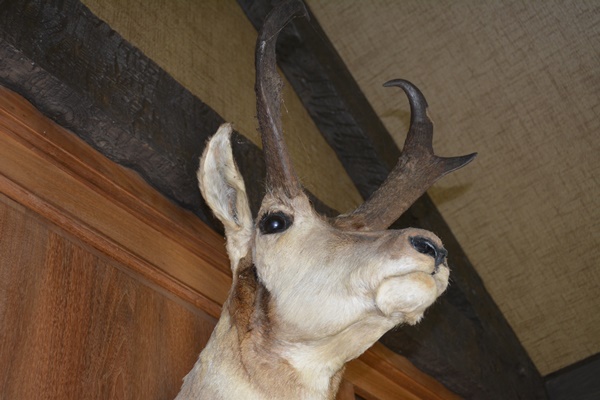 Taxidermy Pronghorn Antelope