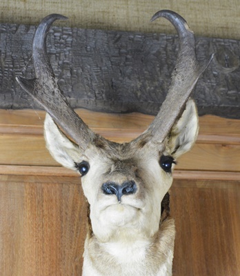 Taxidermy Pronghorn Antelope
