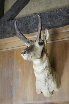 Taxidermy Pronghorn Antelope