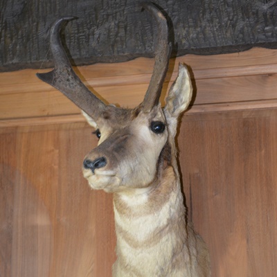 Taxidermy Pronghorn Antelope