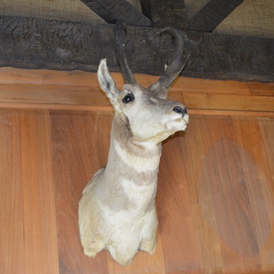 Taxidermy Pronghorn Antelope