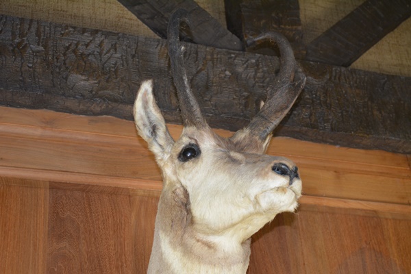 Taxidermy Pronghorn Antelope