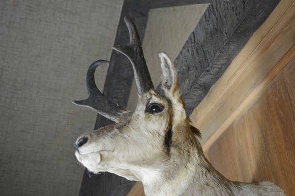 Taxidermy Pronghorn Antelope