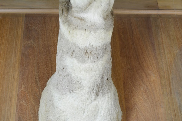 Taxidermy Pronghorn Antelope
