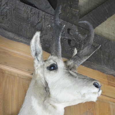 Taxidermy Pronghorn Antelope