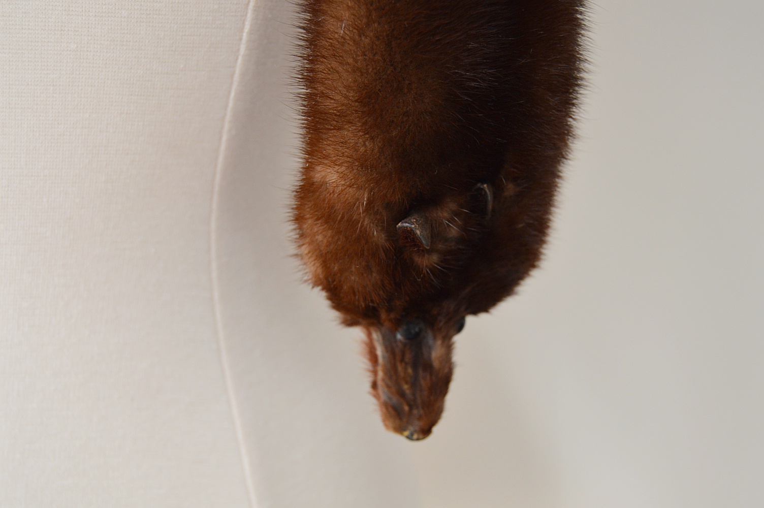 1950s Three-Pelt Ranch Mink Stole