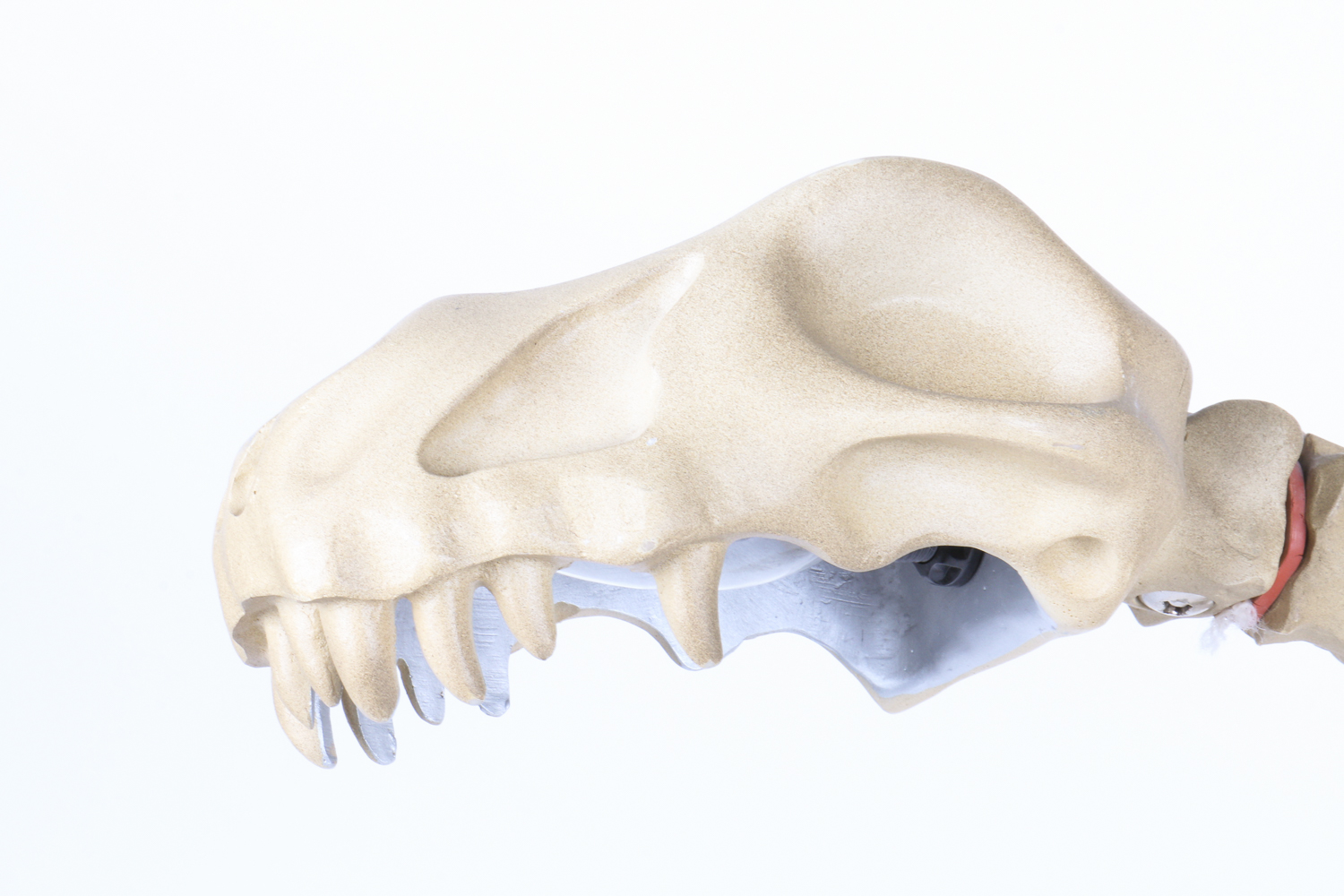 Dinosaur Skeleton-Style  Lamp