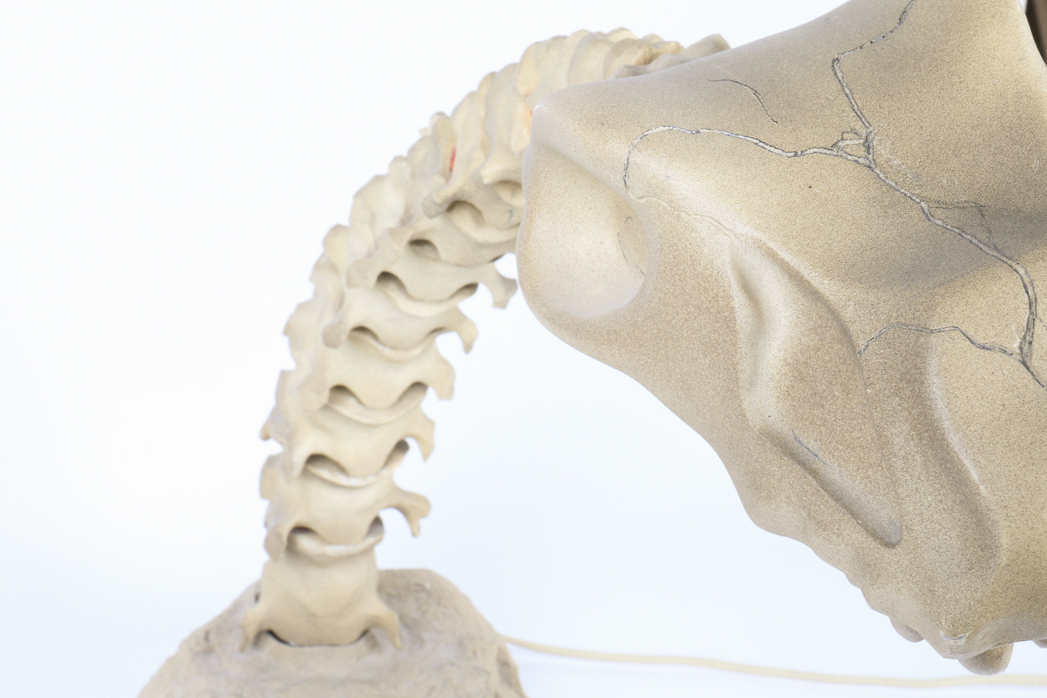 Dinosaur Skeleton-Style  Lamp