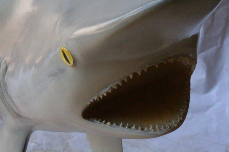 Replica Bull Shark Taxidermy