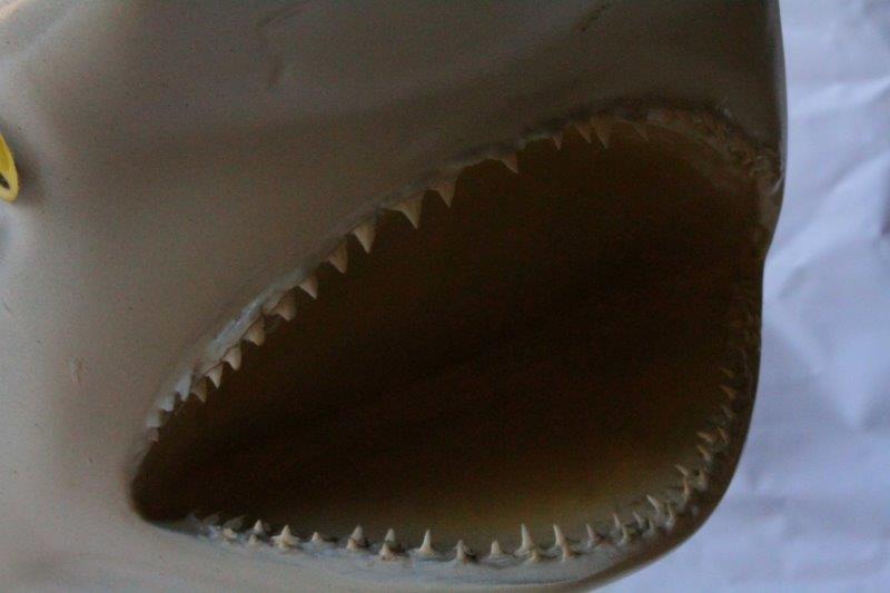 Replica Bull Shark Taxidermy