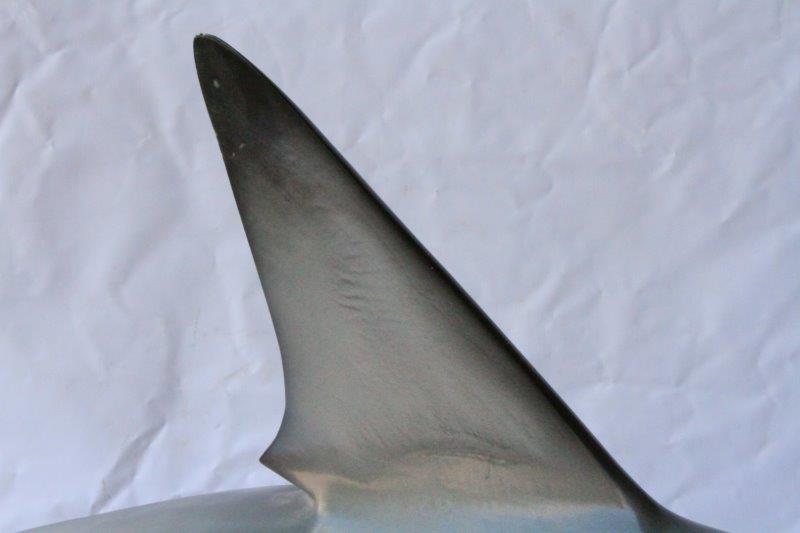 Replica Bull Shark Taxidermy