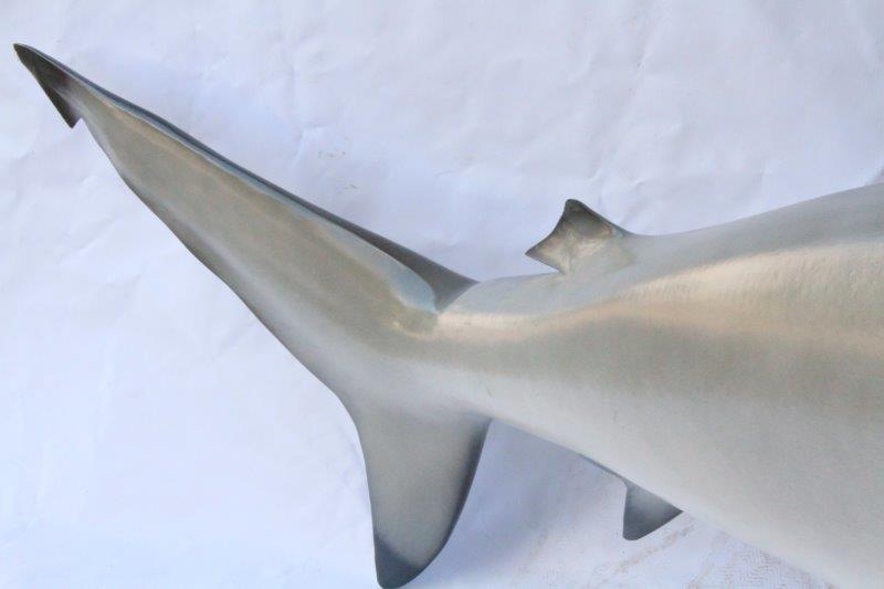 Replica Bull Shark Taxidermy