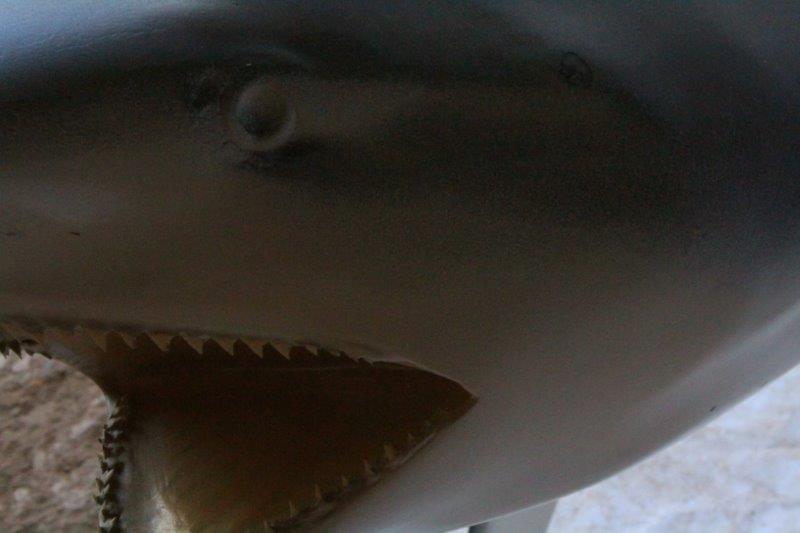 Replica Bull Shark Taxidermy