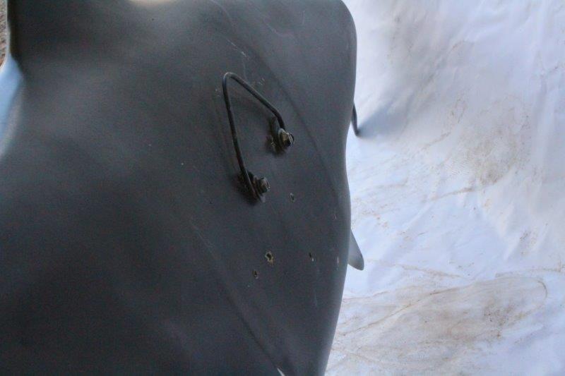 Replica Bull Shark Taxidermy