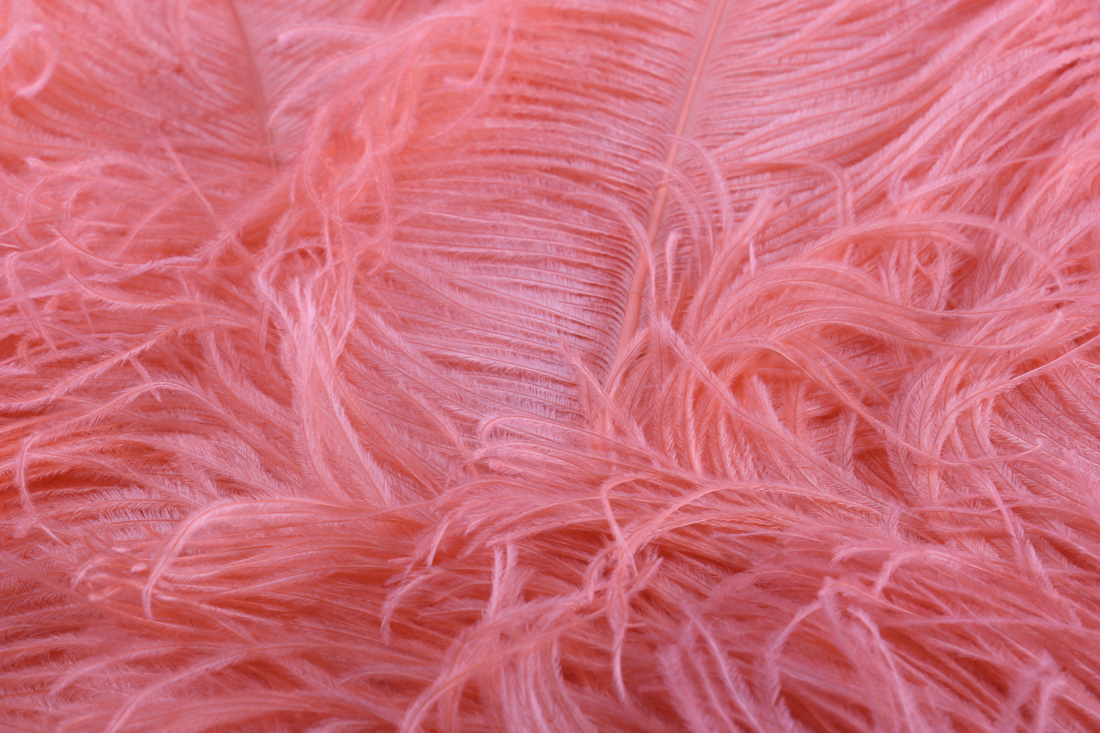 1920s Pink Ostrich Feather Fan