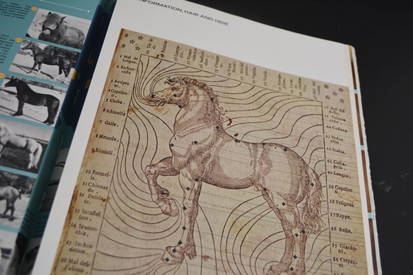 Six Hardcover Books On Horse Topics