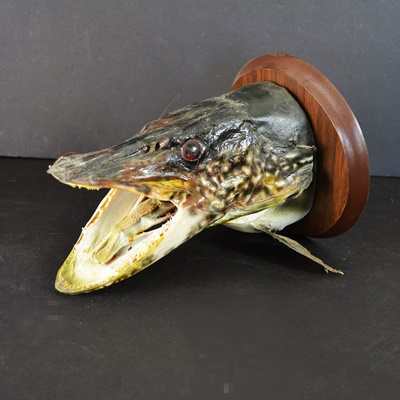 Taxidermy Northern Pike Head