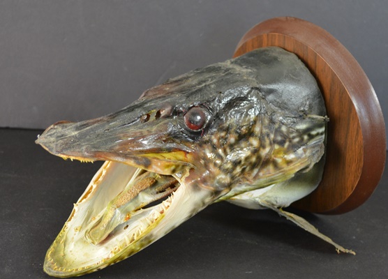 Taxidermy Northern Pike Head