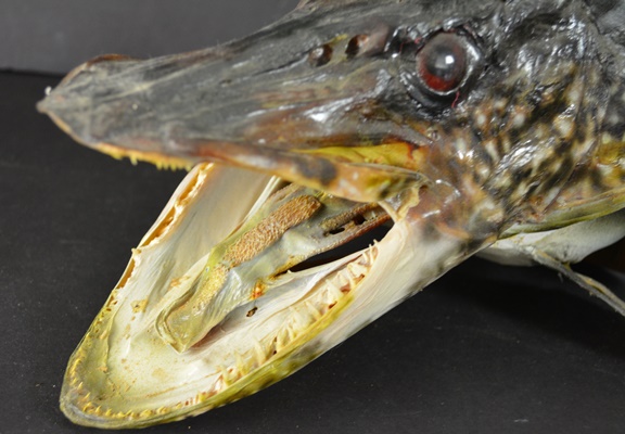 Taxidermy Northern Pike Head