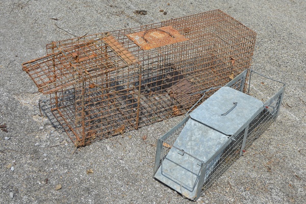 Two Animal Live Traps