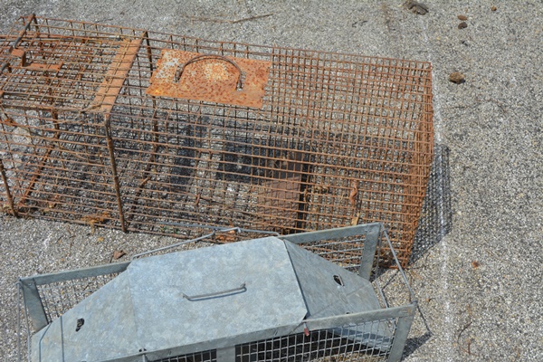 Two Animal Live Traps