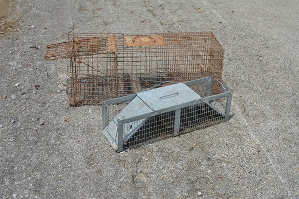 Two Animal Live Traps