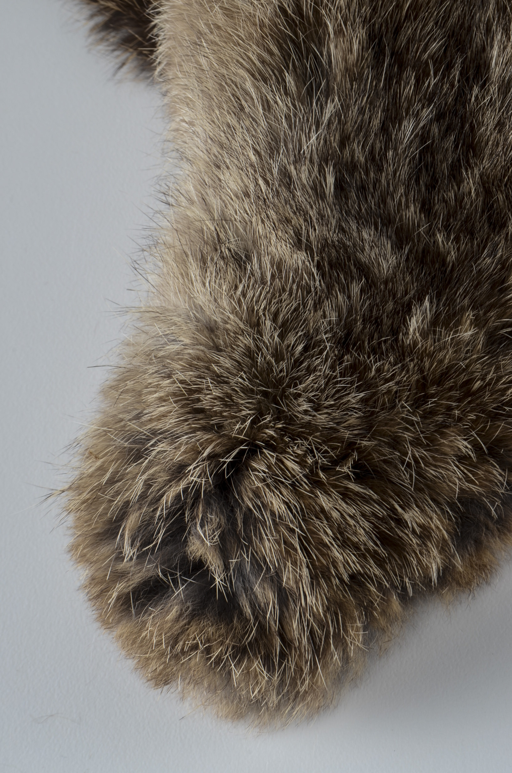Coyote Fur Collar