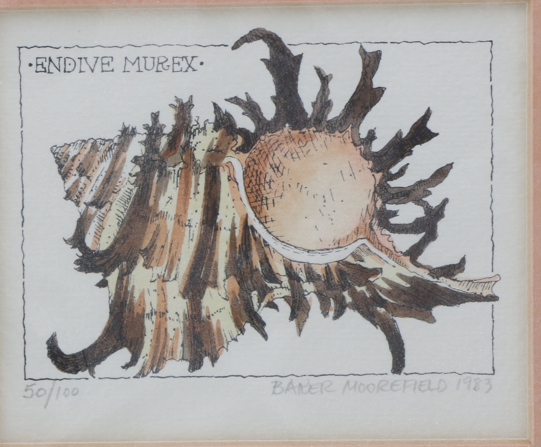 Baker Moorefield Signed Seashell Waterolors