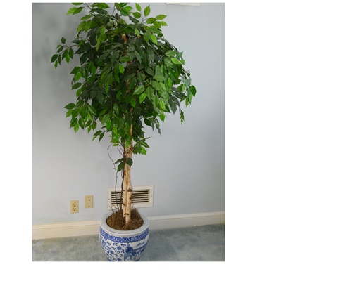 6' Faux Ficus Tree in Asian Style Pot