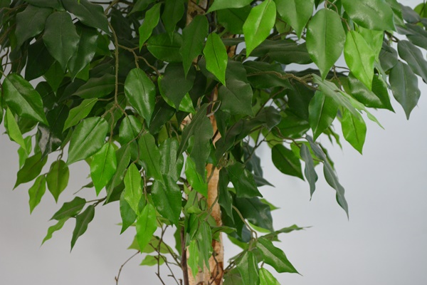6' Faux Ficus Tree in Asian Style Pot