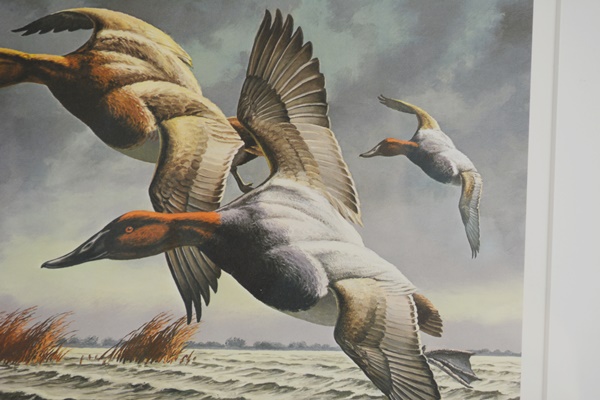 David Maass 1983 L/E Migratory Birds Canvasback Stamp and "King of Ducks" Offset Lithograph