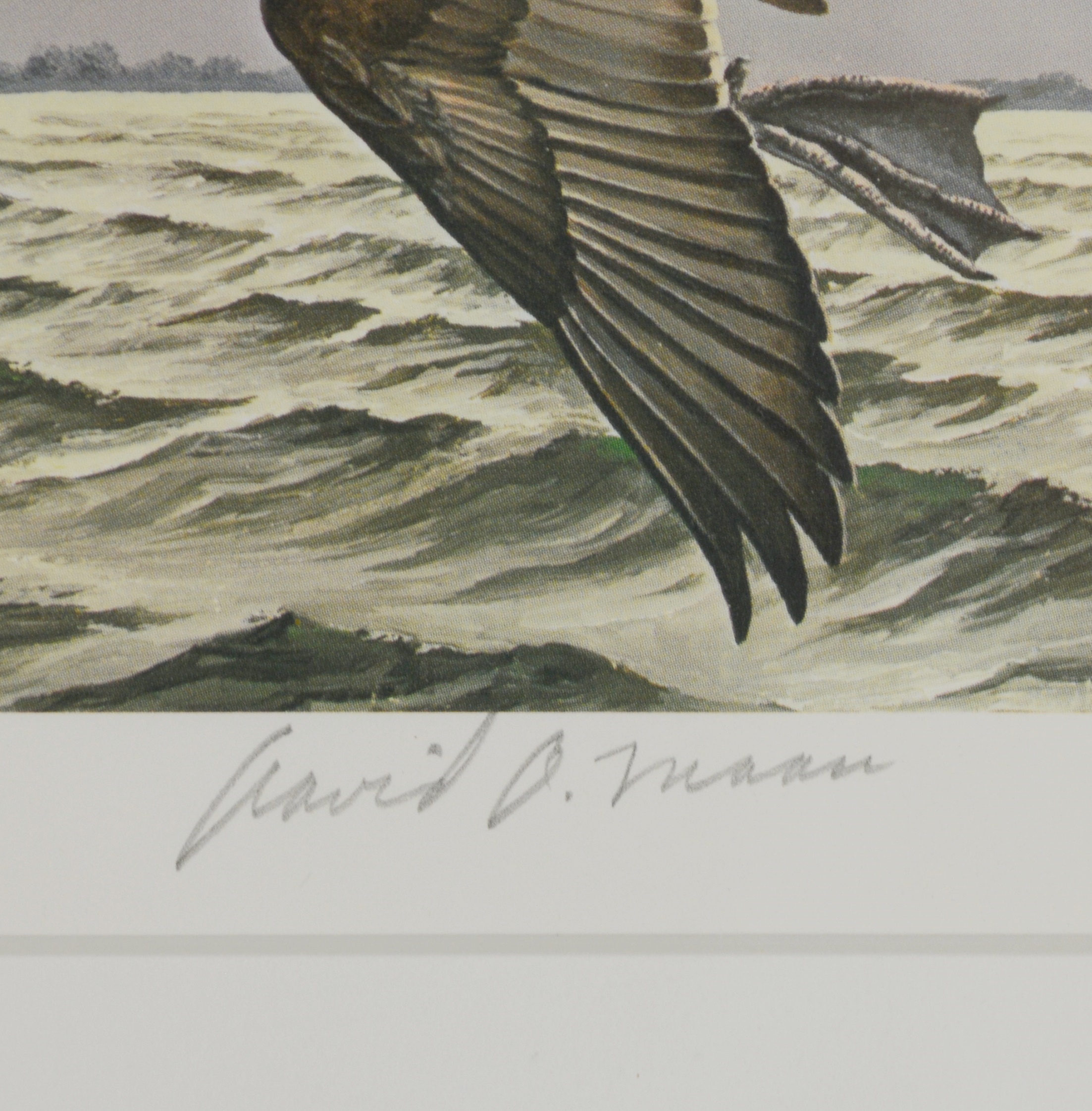 David Maass 1983 L/E Migratory Birds Canvasback Stamp and "King of Ducks" Offset Lithograph