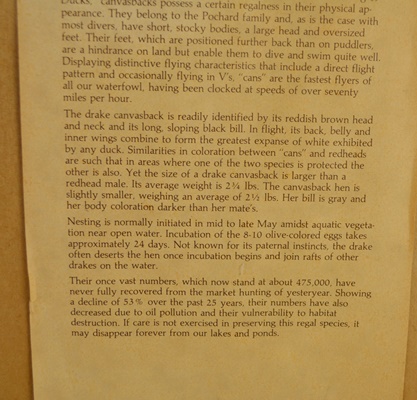 David Maass 1983 L/E Migratory Birds Canvasback Stamp and "King of Ducks" Offset Lithograph