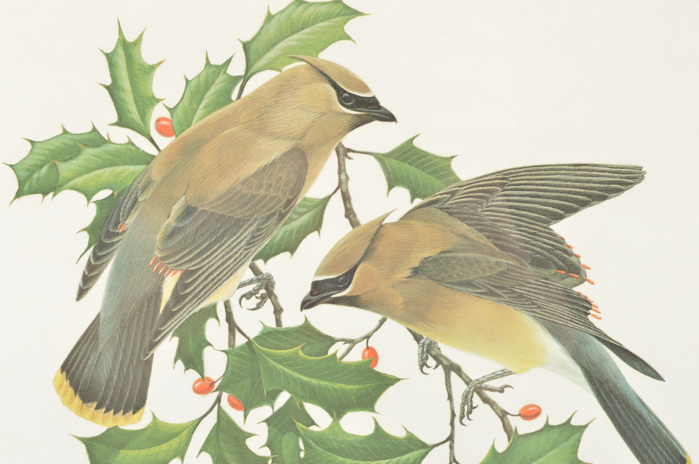 Signed Limited Edition John A. Ruthven Print Titled "Cedar Waxwings"