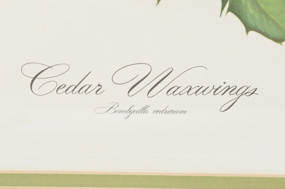 Signed Limited Edition John A. Ruthven Print Titled "Cedar Waxwings"