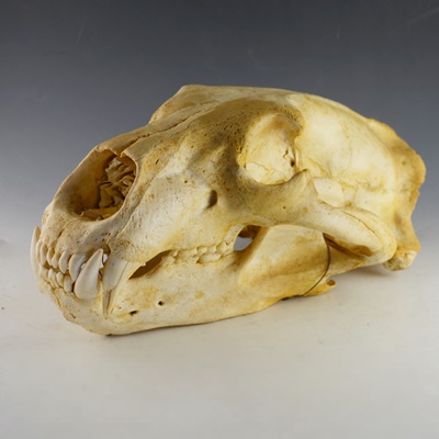 Black Bear Skull