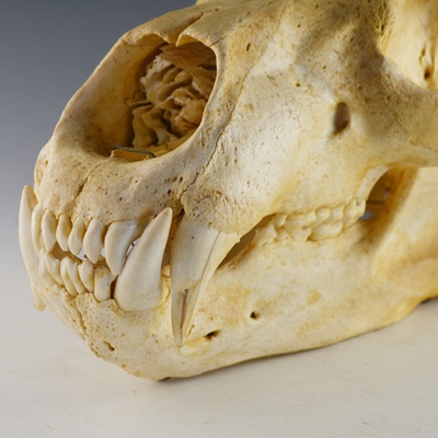 Black Bear Skull