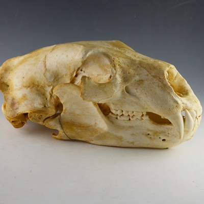 Black Bear Skull