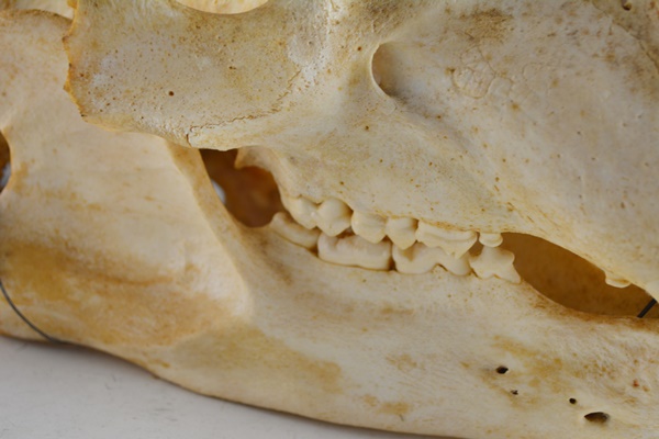 Black Bear Skull